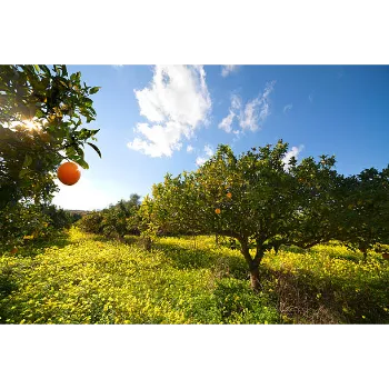 Orange Plant